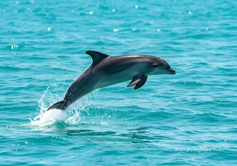Naklejka premium Playful Dolphin Leaping in Blue Ocean Waters Marine Life, Wild Animal, Aquatic Scene.