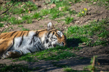 Siberian tiger