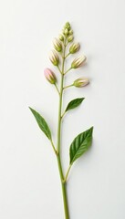 Obraz premium A small, delicate plant with intricate details on a white background, isolated, simple, flowers