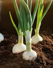 Fototapeta premium White onion bulbs nestling in rich, dark garden soil, nearing harvest stage