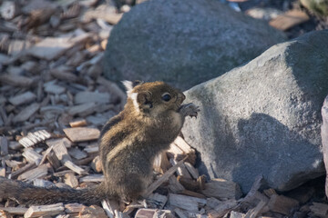 Chinese chipmunk eating