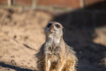 Fototapeta premium Meerkat Portrait