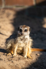 Fototapeta premium Meerkat Portrait