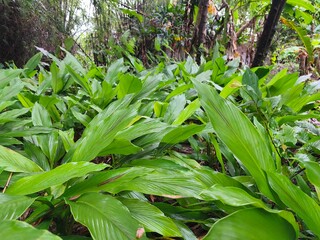 Obraz premium Galangal tree green leaves nature background