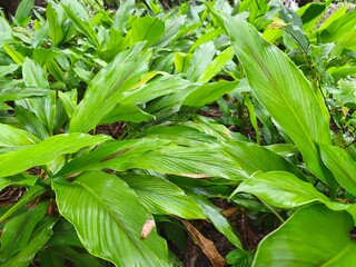 Galangal tree green leaves nature background