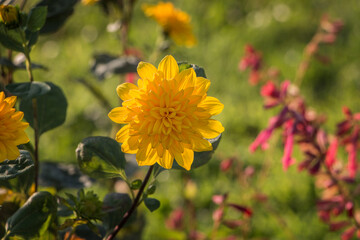 Yellow flowers of helianthus in close-up. Yellow garden flowers in flowerbed.