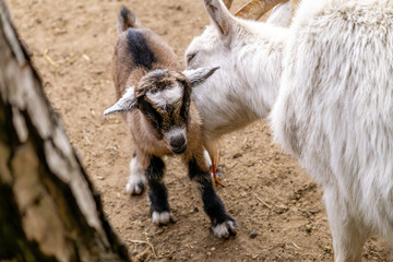mother goat taking care of her baby. mother washing baby goat. licking.