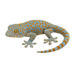 Obraz premium PNG cut out isolated background. A tokay gecko with vibrant blue-gray skin covered in striking orange spots and bands.