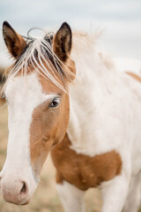 The dappled horse's coat reveals intricate texture in close-up detail. The texture of its fur catches the light, showcasing natural patterns and unique coloration in stunning clarity