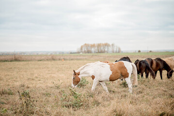 Horses wander across a lush green pasture, enjoying open space and fresh breeze. The distant view captures their graceful movement in a serene countryside setting, reflecting the beauty of rural life