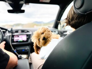 Sleeping puppy in owner's arms on car ride.