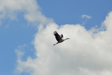 stork in flight