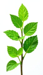 Fototapeta premium Fresh mint leaves isolated on white background, foliage, plant, nature