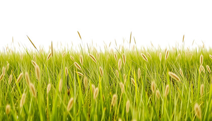 Fototapeta premium Green Field: An expansive field of vibrant green grass. Evoking feelings of freshness and natural beauty, it offers a sense of tranquility and serenity.