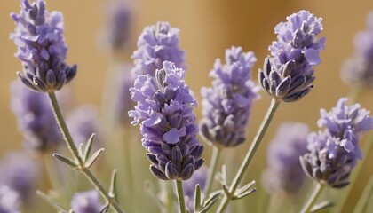 Naklejka premium Close-up of Lavender Flowers Blooming with Soft Light and Delicate Details