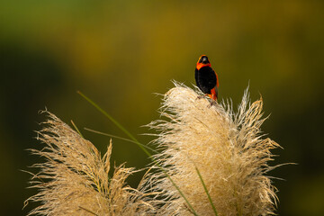 Red Bishop perched on top of a fluffy reed