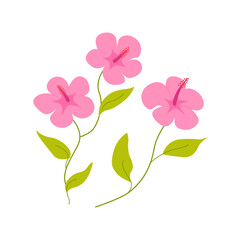 Pink hibiscus flowers with leaves. Botanical vector flat illustration on isolated background. Summer exotic tropical flower