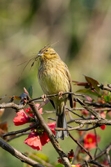 Yellowhammer bird  (Emberiza citrinella) preparing the nest in spring time. Passerine bird in the bunting family.
