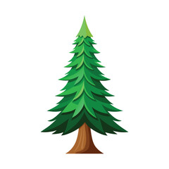 fir tree white background