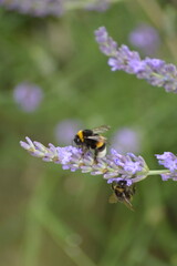 bumblebee on lavender