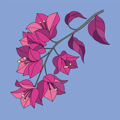 Bougainvillea vector Illustrator Artwork