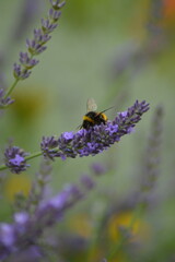 bumblebee on lavender