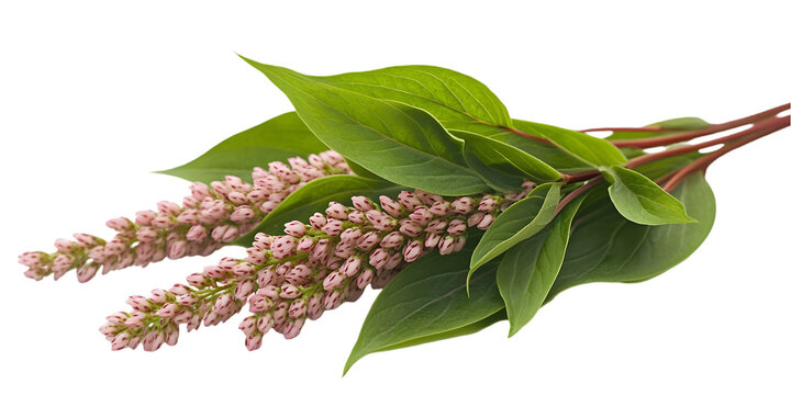 Polygonum multiflorum leaves isolated on white background