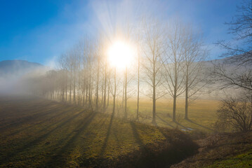Bare Trees with Fog and Sunlight and Mountain in Ticino, Switzerland.