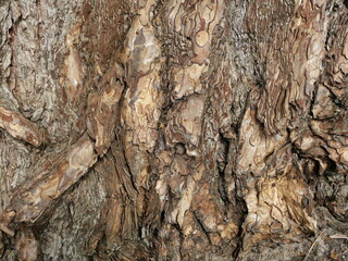 Photo of a pine bark of an old tree. Can be used as a texture or background image.