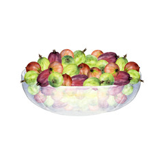 Gooseberry Currant berries in glass bowl hand drawn in watercolor, ripe picked harvest, lingonberry huckleberry juneberry. Isolated illustration. Restaurant cafe menu, cookbook, farmers market grocery