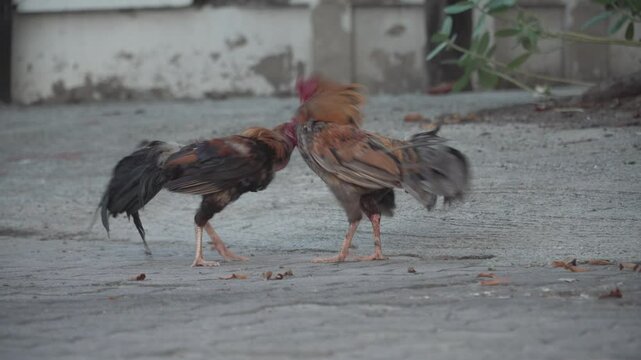 Cockfighting. Two cocks fighting, beautiful battle of the battle. Cock fighting in temple at Thailand.