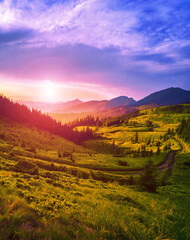 amazing summer blossoming pink wild rhododendrons flowers in Carpathian mountains, amazing nature background, border Ukraine and Romania, Marmarosy range, Transcarpathian region, near Rahiv, Europe