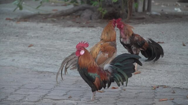Cockfighting. Two cocks fighting, beautiful battle of the battle. Cock fighting in temple at Thailand. rooster in the farm