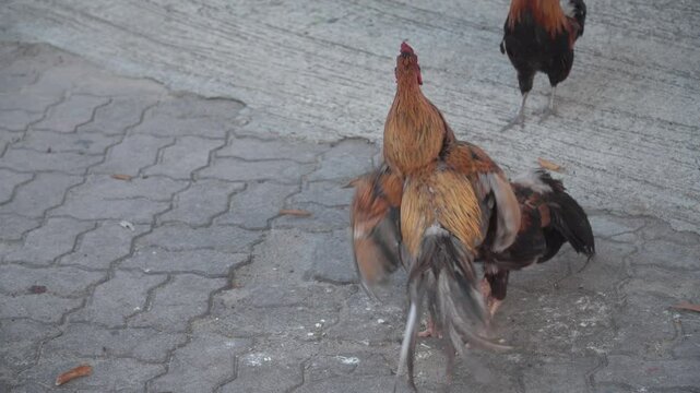 Cockfighting. Two cocks fighting, beautiful battle of the battle. Cock fighting in temple at Thailand. rooster and hen