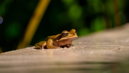 Close-up of a masked tree frog Smilisca phaeota, Costa Rica