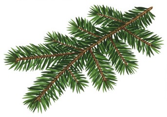 A detailed illustration of a fir branch with green needles on a clean white background art piece