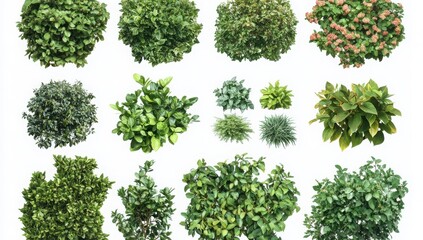 Naklejka premium Set of 15 various green bushes and shrubs on white background