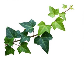 A close up view of a branch with green ivy leaves against a plain white background in a studio shot