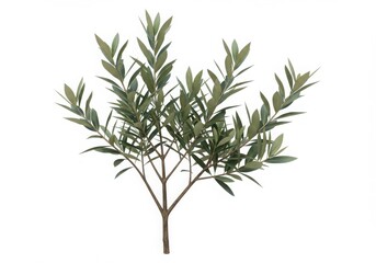 Fototapeta premium Isolated olive branch with green leaves and brown stem on a white background studio shot view close up