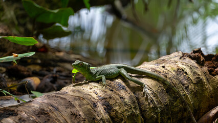 Female Green Basilisk in Tortuguero, Costa Rica (March 2008)