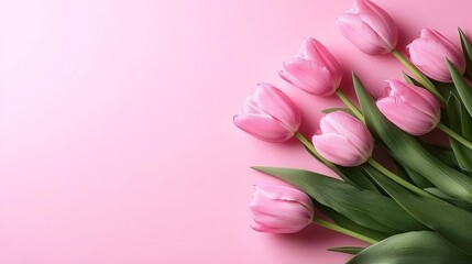 Obraz premium Beautiful Pink Tulips on a Pastel Background A Minimalist Floral Arrangement With Copy Space