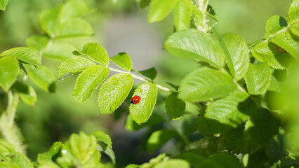 Seven spot ladybug, Coccinella septempunctata on rose plant, aphid or plant louse predator in the...