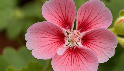 Close-up of Delicate Pink Geranium Flower with Red Veins Blooming