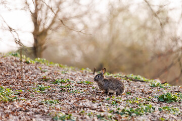 Wild Rabbit Resting Peacefully on Mossy Ground in Soft Natural Light Outdoors.