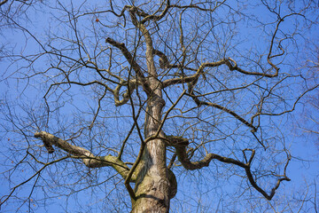 Kahler Baum mit Ästen im Frühling, Deutschland