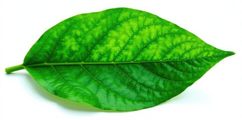 Isolated botanical leaf with veins and texture, vein, green, plant