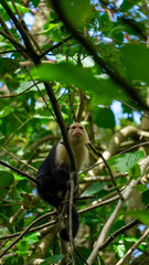 White-headed Capuchin, capucinus, black monkey sitting on the tree in the jungle forest. Wildlife of Costa Rica, Central America.