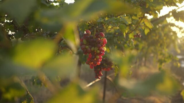 Ripe red grapes hanging from tree branches at a vineyard
