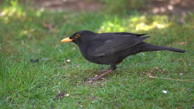 blackbird in the garden looking for food