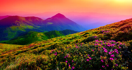 Fototapeta premium amazing summer blossoming pink wild rhododendrons flowers in Carpathian mountains, amazing nature background, border Ukraine and Romania, Marmarosy range, Transcarpathian region, near Rahiv, Europe